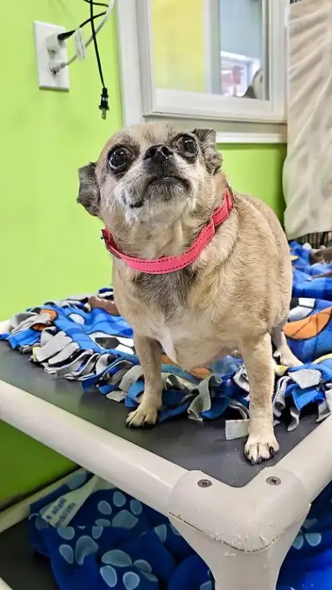Bella