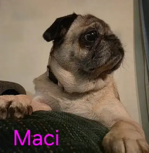 Maci photo 2
