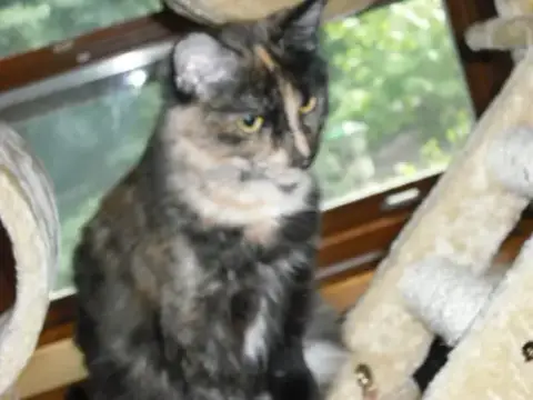 Georgie Girl photo 5