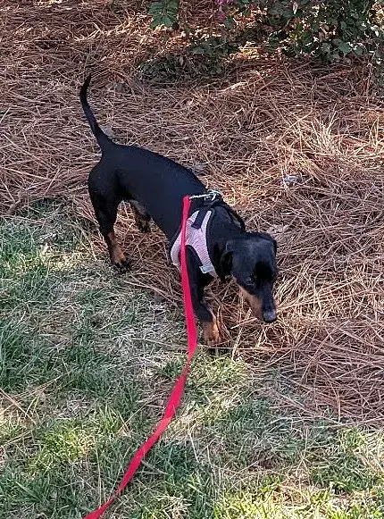 Ollie In Nc photo 3