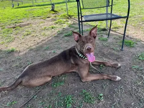 Mocha