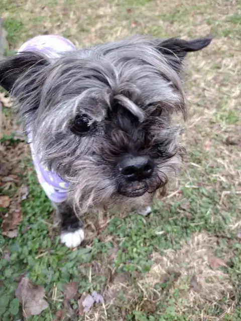 Sadie photo 2
