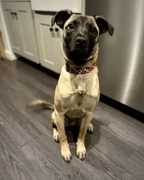 Koda photo 2