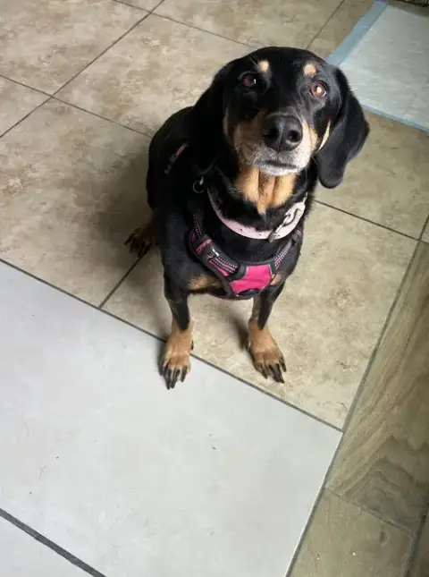 Gretel