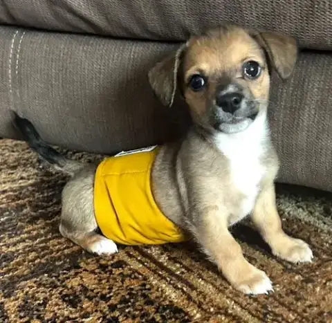 Puppy Arlo photo 5