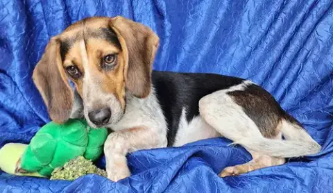 Jolene Beagle photo 2