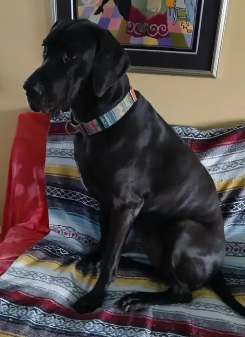 Gracie photo 2