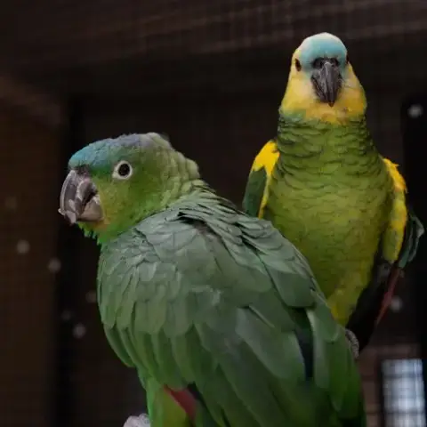 Paco photo 5