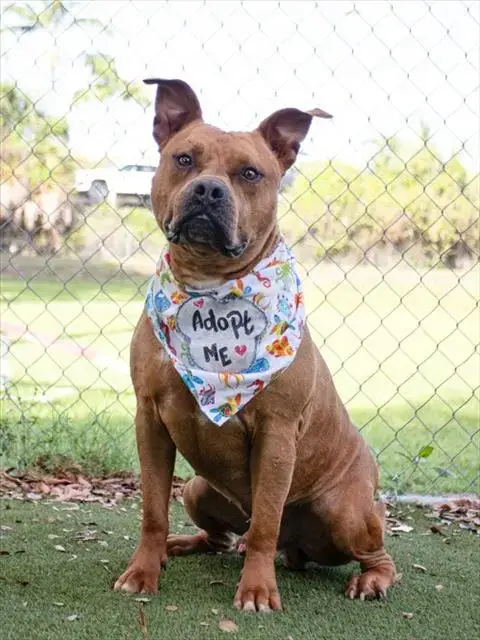 Capone