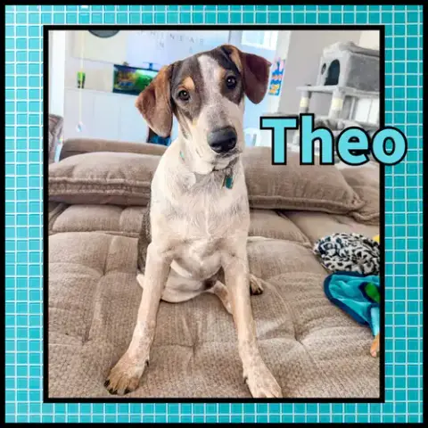 Theo Gdp photo 2