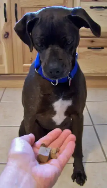 Rocco photo 5