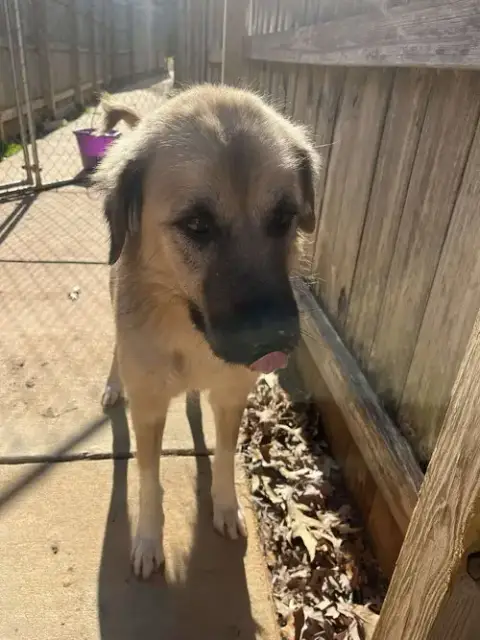 Sage photo 5