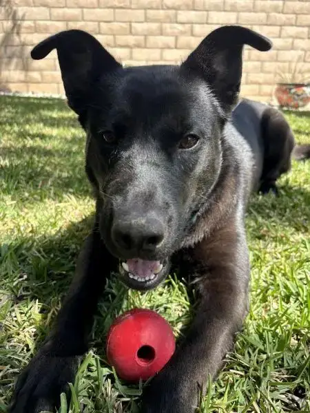 Hank photo 2
