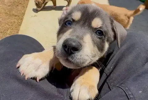 Marilynn'S Puppy Makai photo 3