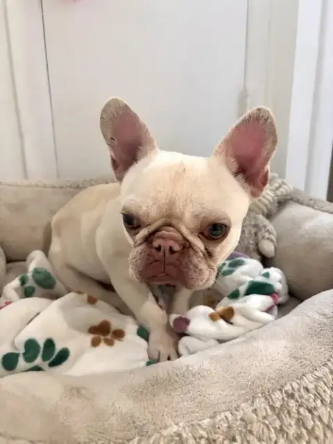 Simba photo 4