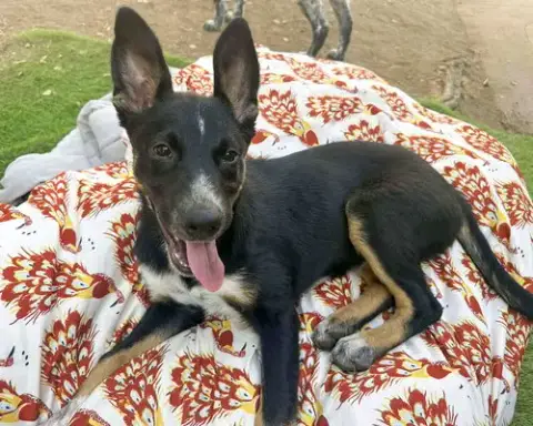 Banjo photo 4