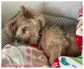Teddy photo 2