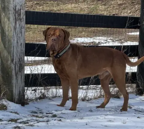 Diesel photo 4