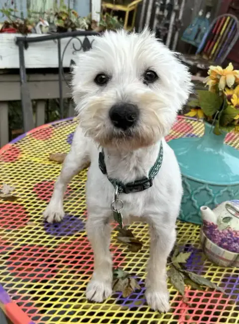 Zachary