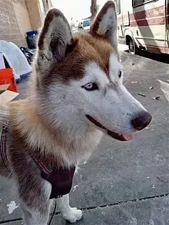 Sasha photo 3