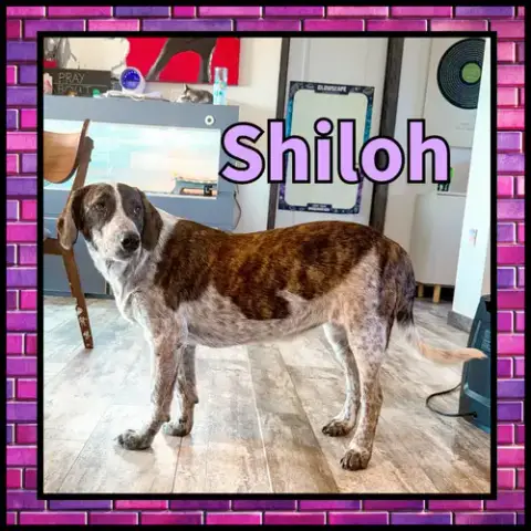 Shiloh Gdp photo 2