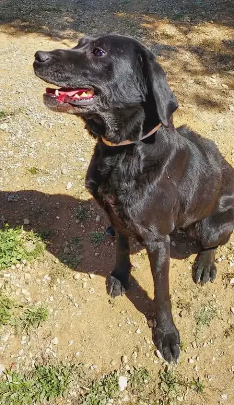 Maya