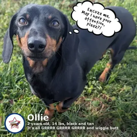 Ollie In Nc photo 4
