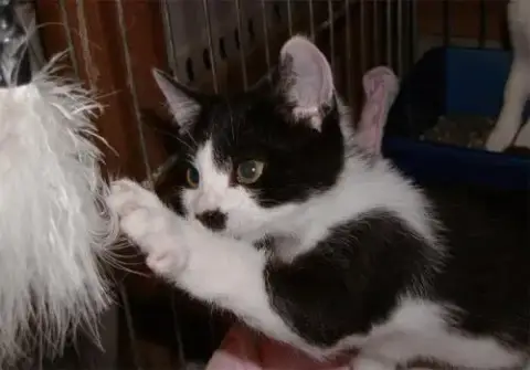 Foster Homes Needed photo 3