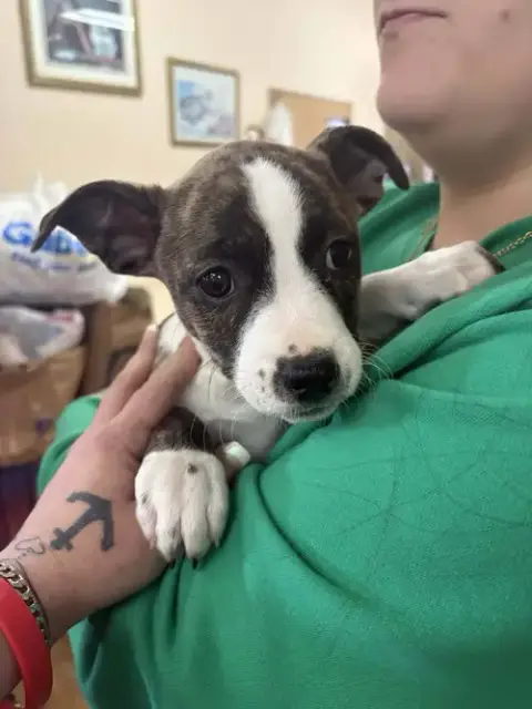 Pit Bull Mix Pups photo 2