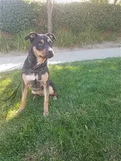 Tyson photo 3