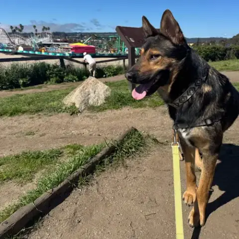 Baloo photo 3