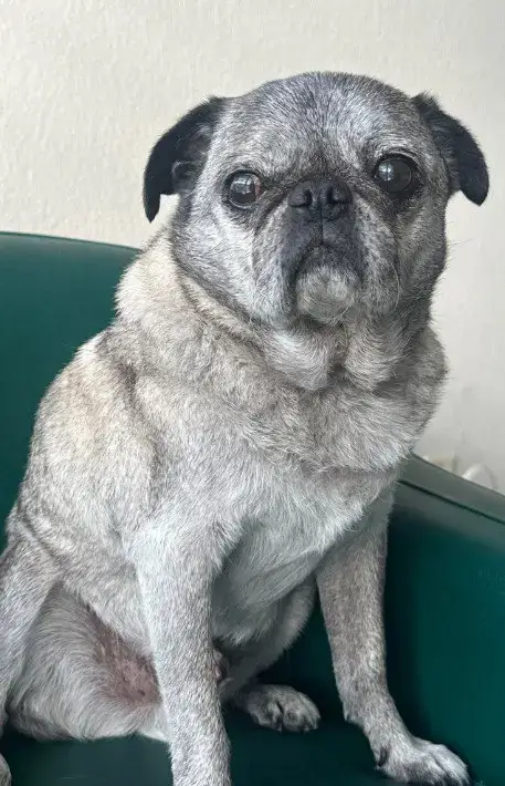 Kiko