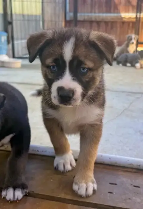Marilynn'S Puppy Mystic photo 3