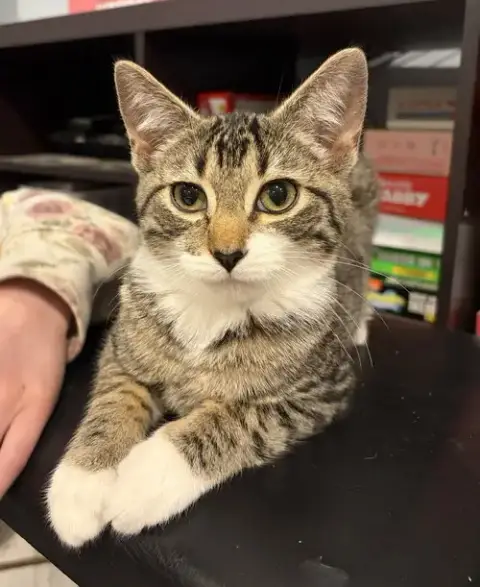 Perseus