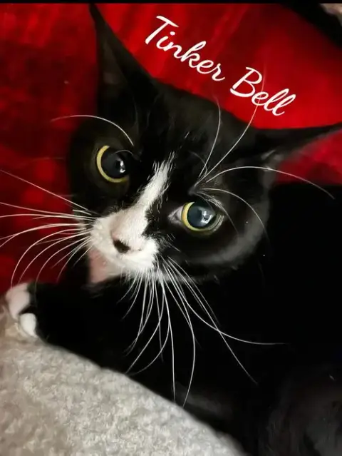 Toodles & Tinker Bell photo 5