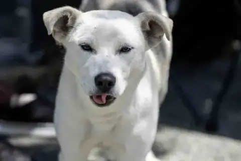 Sunny photo 4