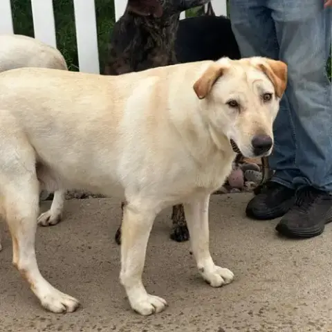Laddie photo 4