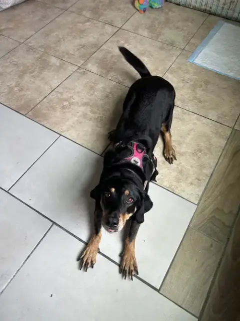 Gretel photo 2