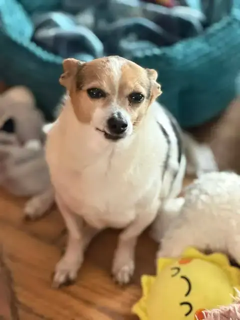 Sampson *Fta* photo 2