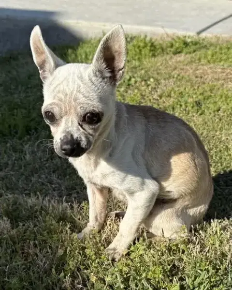 Edna The Spicy Chi Tx photo 4