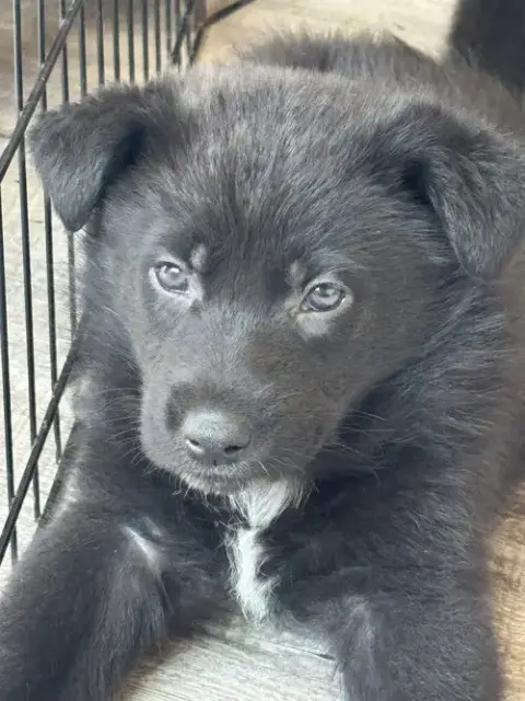 Rosie'S Puppy River photo 4