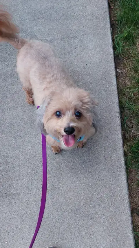 Dandie photo 5