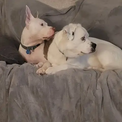 Falcor photo 4