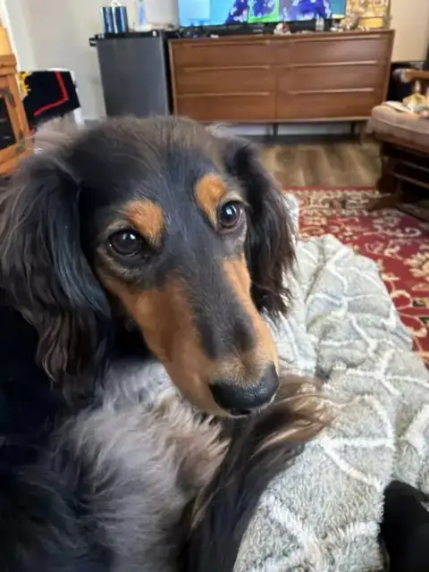 Peanut photo 5
