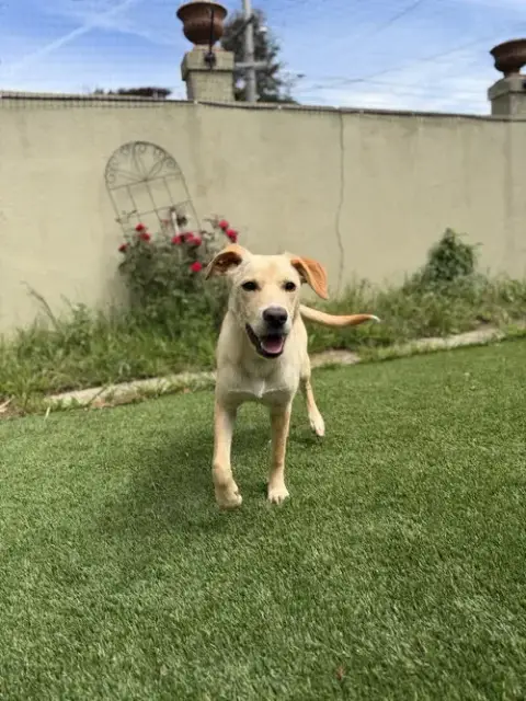 Penelope