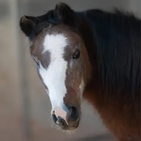 Snickers photo 4
