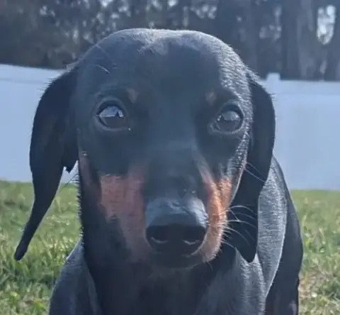 Ollie In Nc photo 5