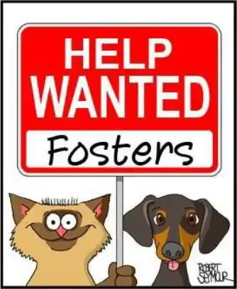 Fosters Needed!! photo 1
