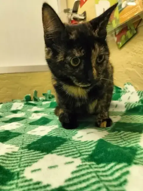 Torracat photo 2