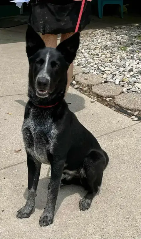 Louie photo 2